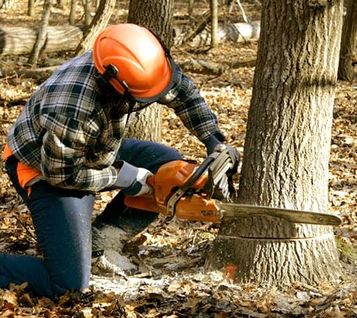 Tree Removal in Pearlington, MS